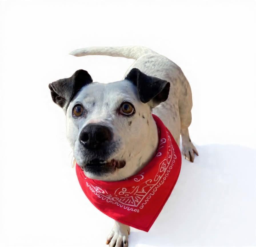 Enlarge Tuck Tuck, a Adoptable mixed breed in Shawnee, OK image 1/6