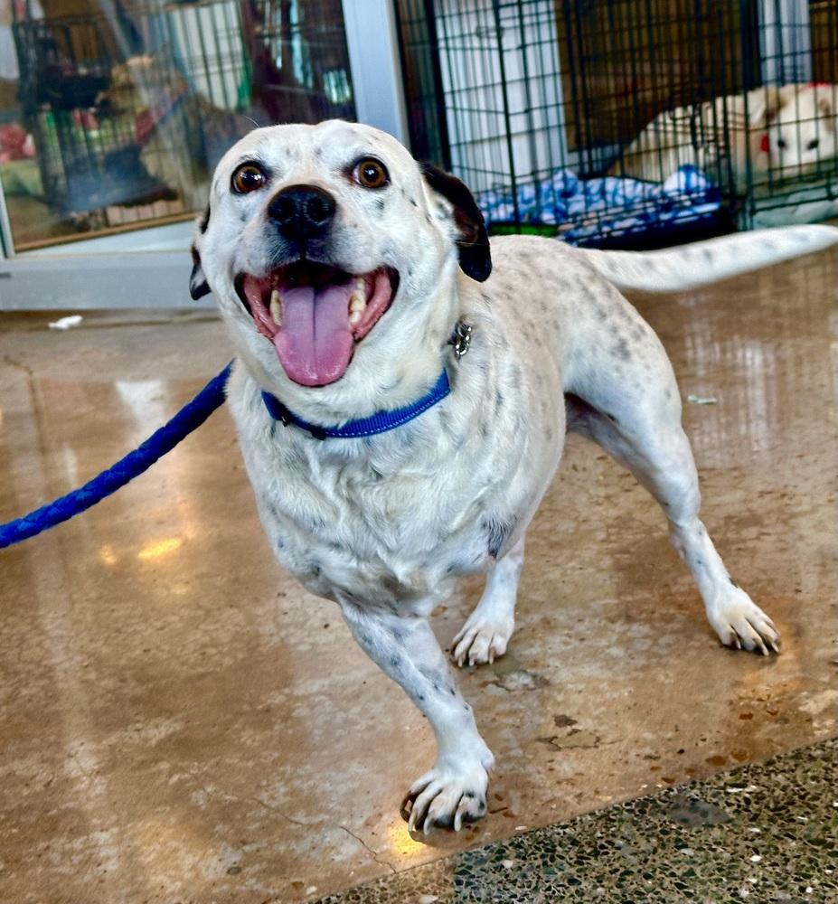 Tuck Tuck, Adoptable, Adult Male English Pointer & American Staffordshire Terrier.