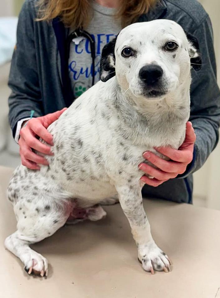 Enlarge Tuck Tuck, a Adoptable mixed breed in Shawnee, OK image 2/6