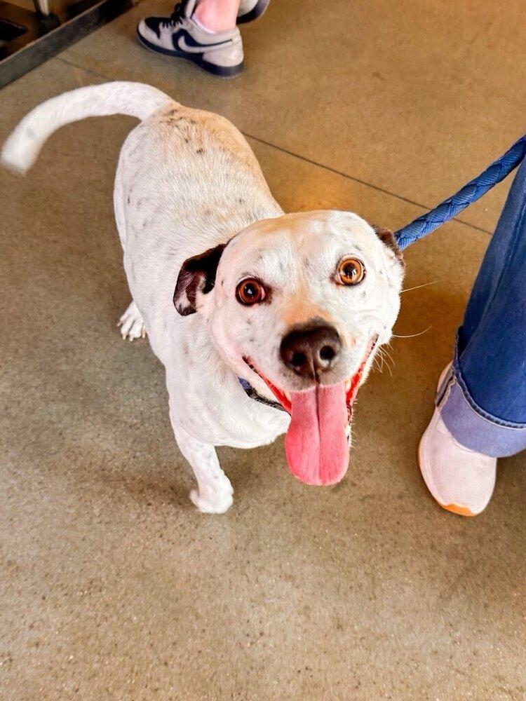 Tuck Tuck, a Adoptable mixed breed in Shawnee, OK image 3/6
