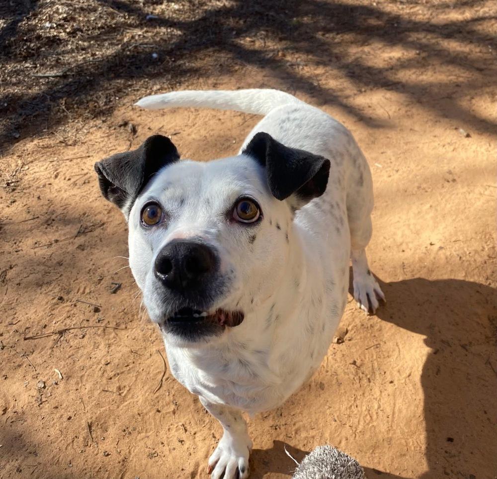 Enlarge Tuck Tuck, a Adoptable mixed breed in Shawnee, OK image 3/6