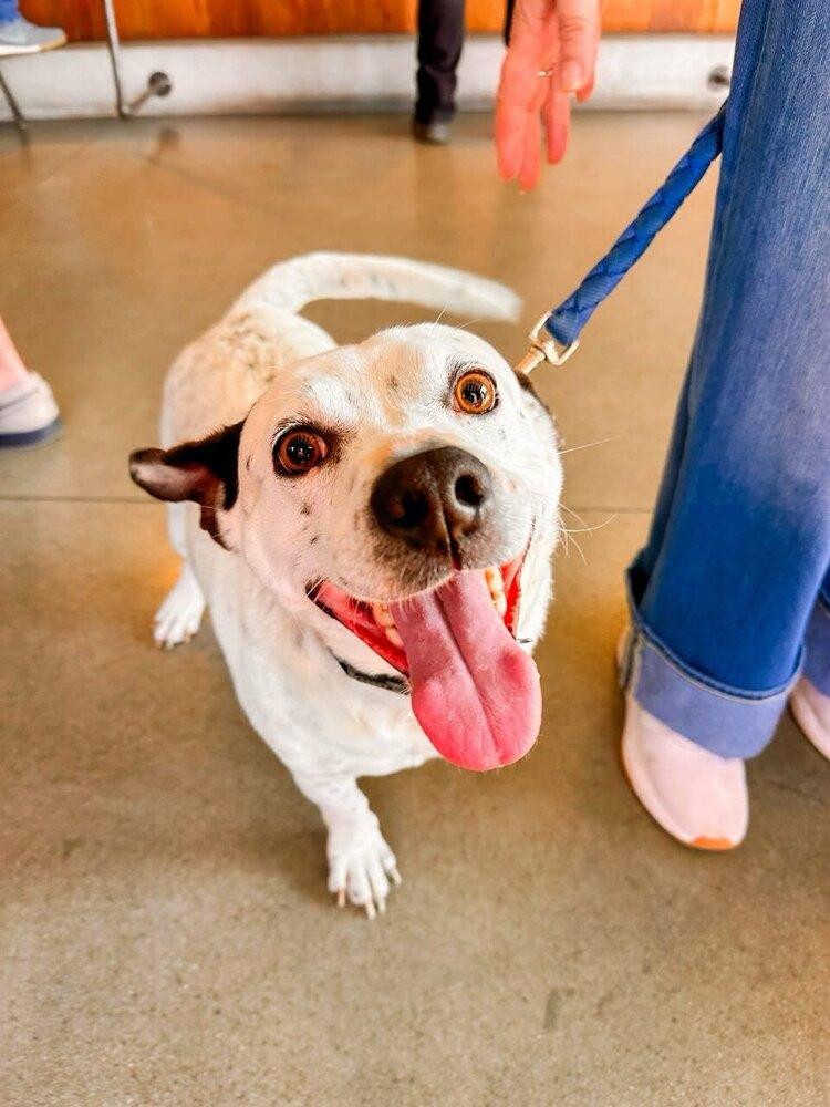 Tuck Tuck, a Adoptable mixed breed in Shawnee, OK image 5/6
