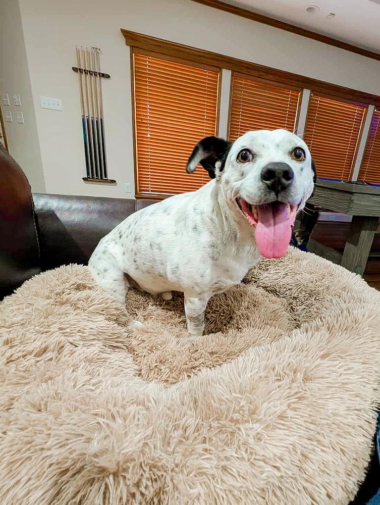 Enlarge Tuck Tuck, a Adoptable mixed breed in Shawnee, OK image 4/6