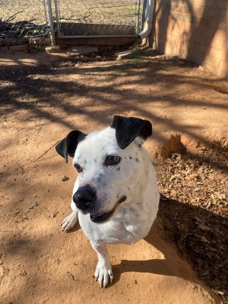 Enlarge Tuck Tuck, a Adoptable mixed breed in Shawnee, OK image 5/6