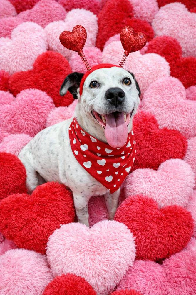 Enlarge Tuck Tuck, a Adoptable mixed breed in Shawnee, OK image 6/6