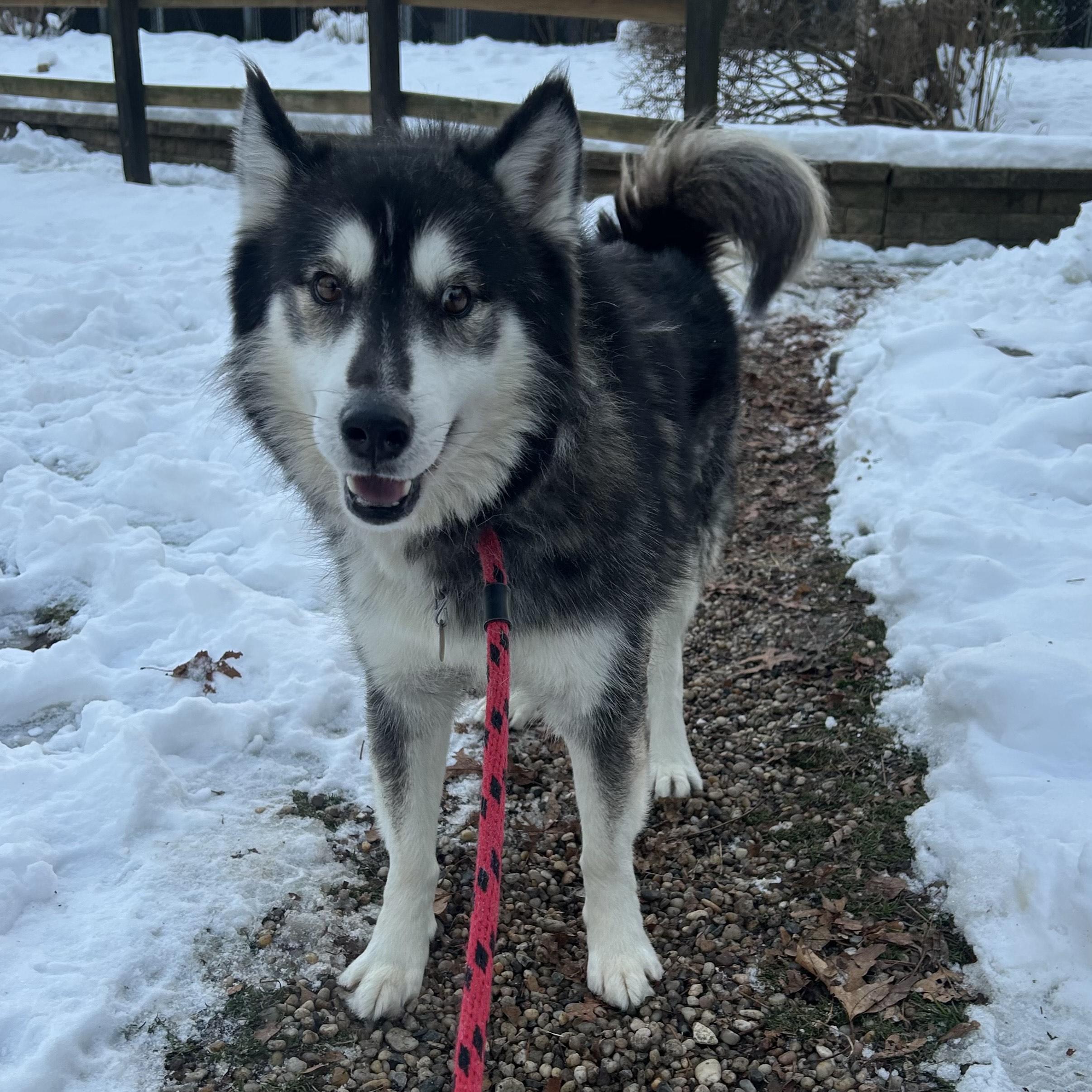 Enlarge Balto, a Adoptable mixed breed in Huntington, NY image 1/1