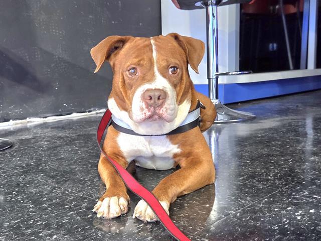 MILO, Adoptable, Young Male Pit Bull Terrier & Mixed Breed.