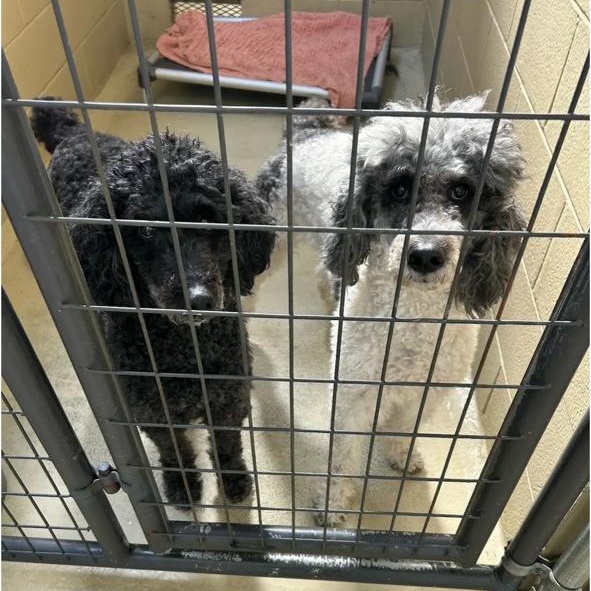 Enlarge Ella and Anella, an adopted Standard Poodle in Clarksville, VA image 1/2