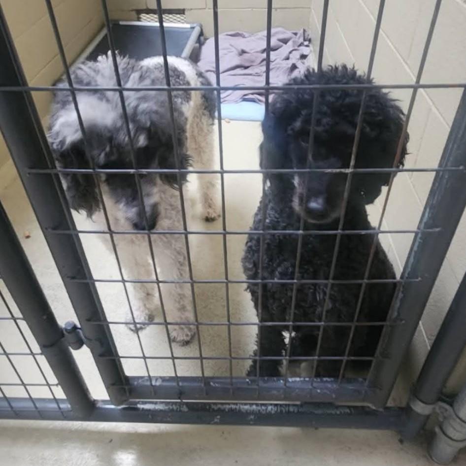 Enlarge Ella and Anella, an adopted Standard Poodle in Clarksville, VA image 2/2