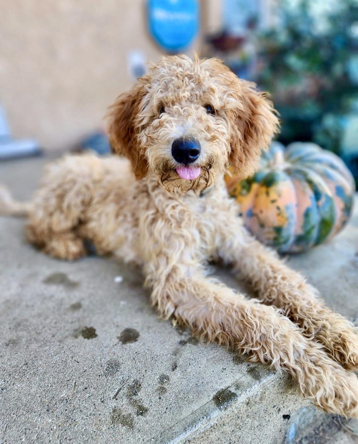 Rose, ADOPTABLE, Puppy Female Goldendoodle.