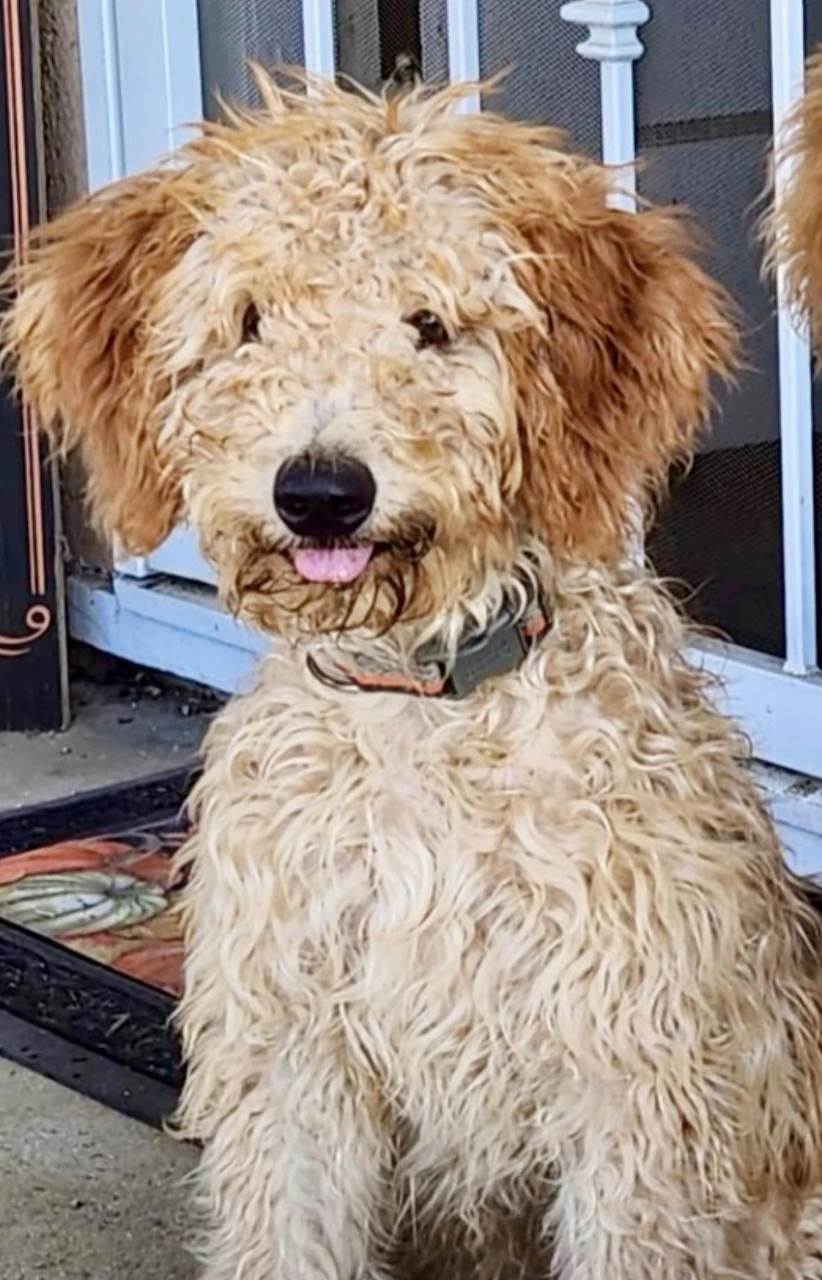 Enlarge Rose, a ADOPTABLE Goldendoodle in Huntington Beach, CA image 2/6