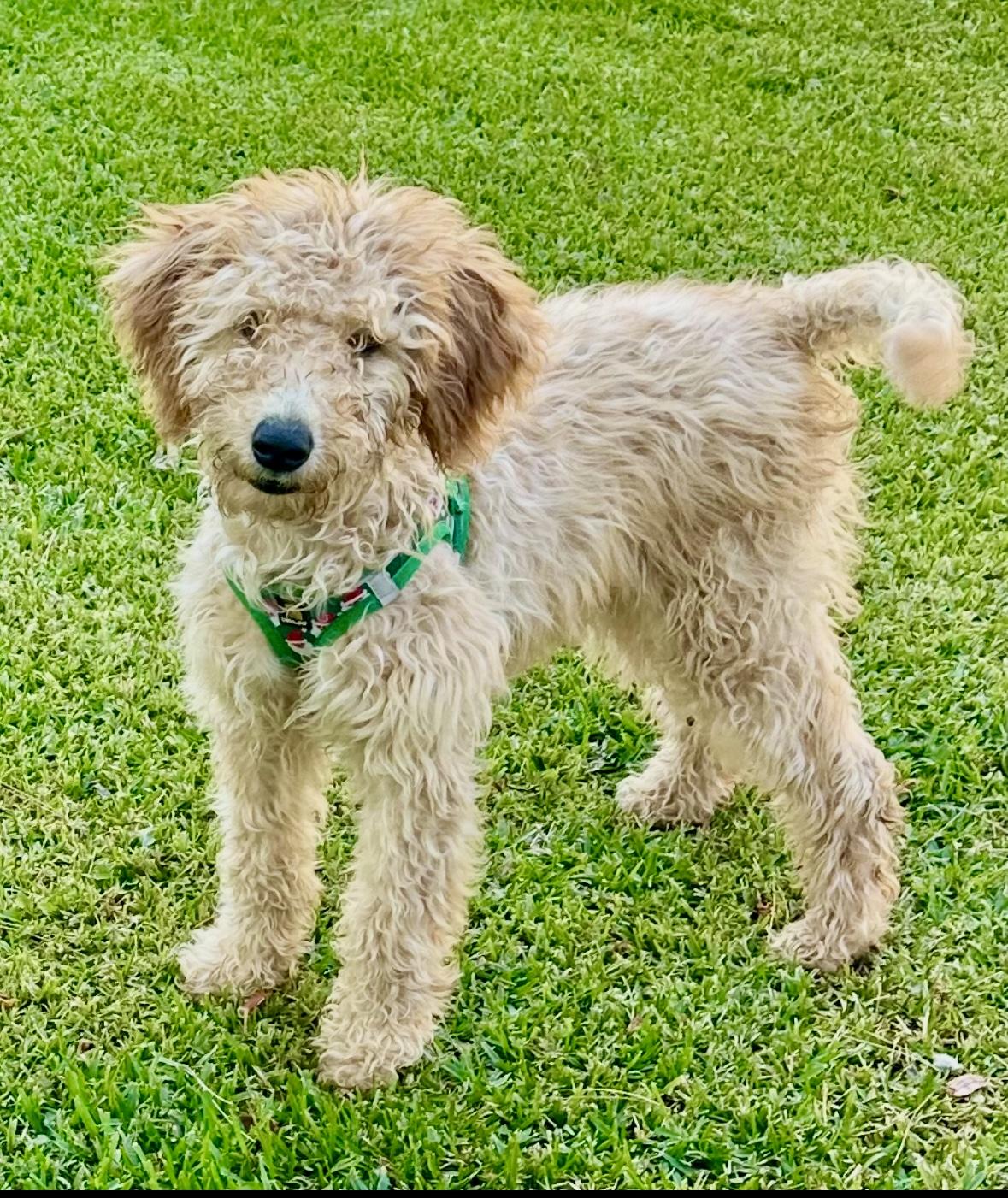 Enlarge Rose, a ADOPTABLE Goldendoodle in Huntington Beach, CA image 4/6