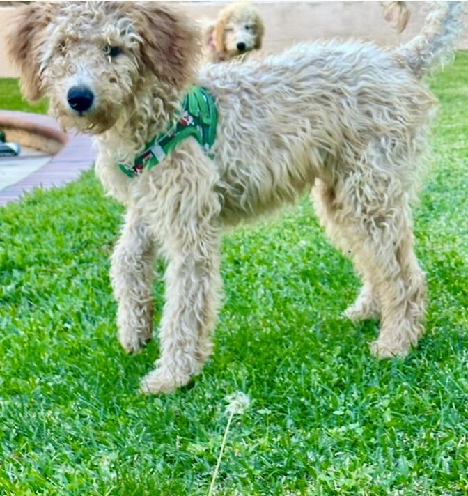 Enlarge Rose, a ADOPTABLE Goldendoodle in Huntington Beach, CA image 6/6