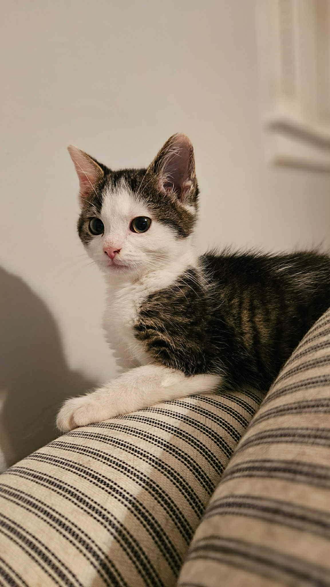 Enlarge Olive, a Adopted Domestic Short Hair in Wilmington, NC image 1/3