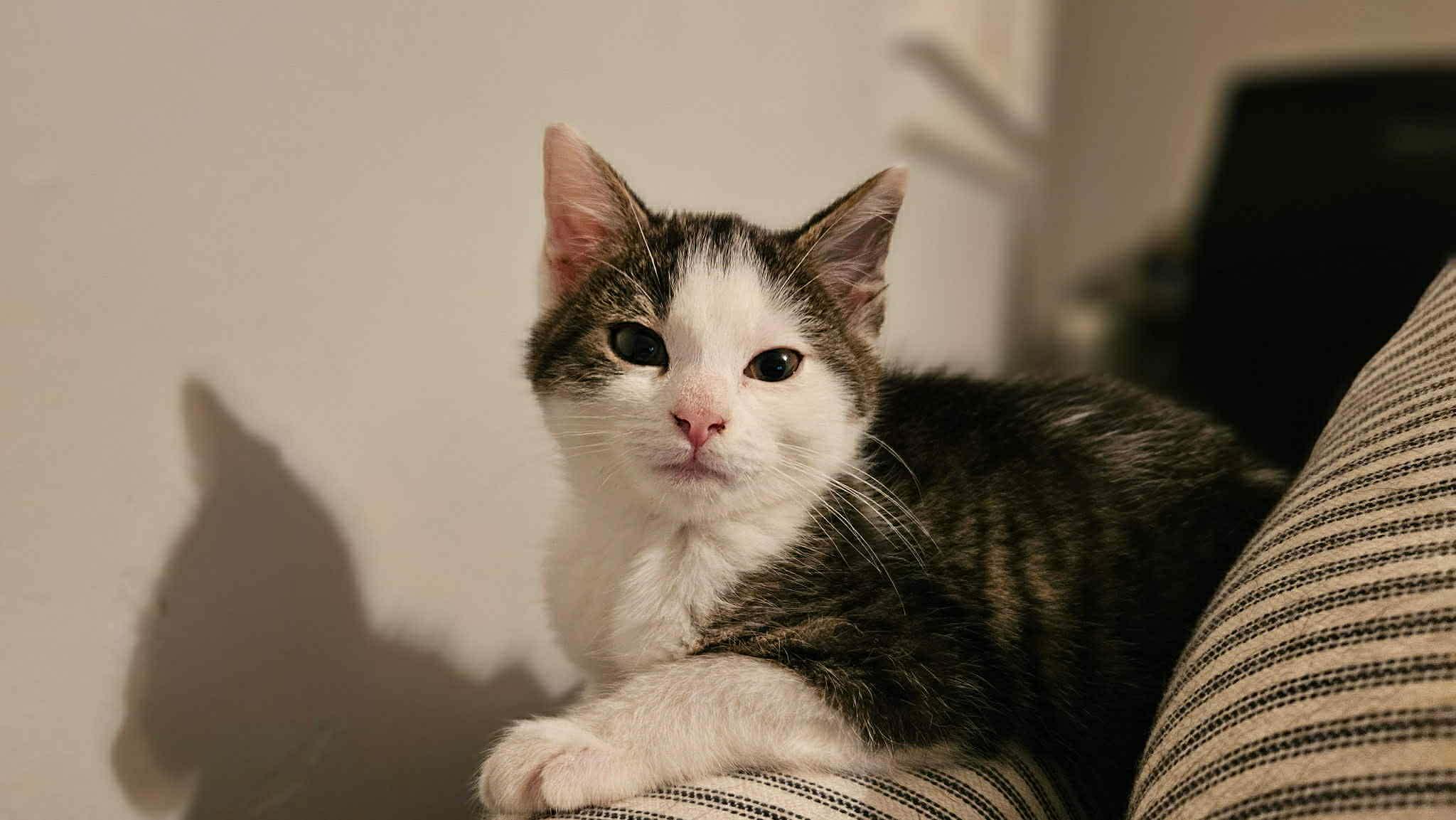 Enlarge Olive, a Adopted Domestic Short Hair in Wilmington, NC image 2/3