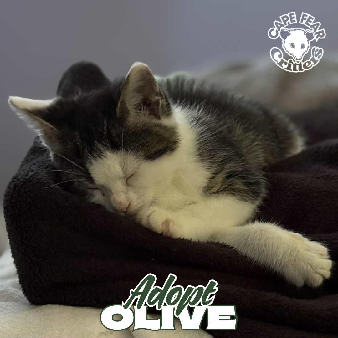 Enlarge Olive, a Adopted Domestic Short Hair in Wilmington, NC image 3/3