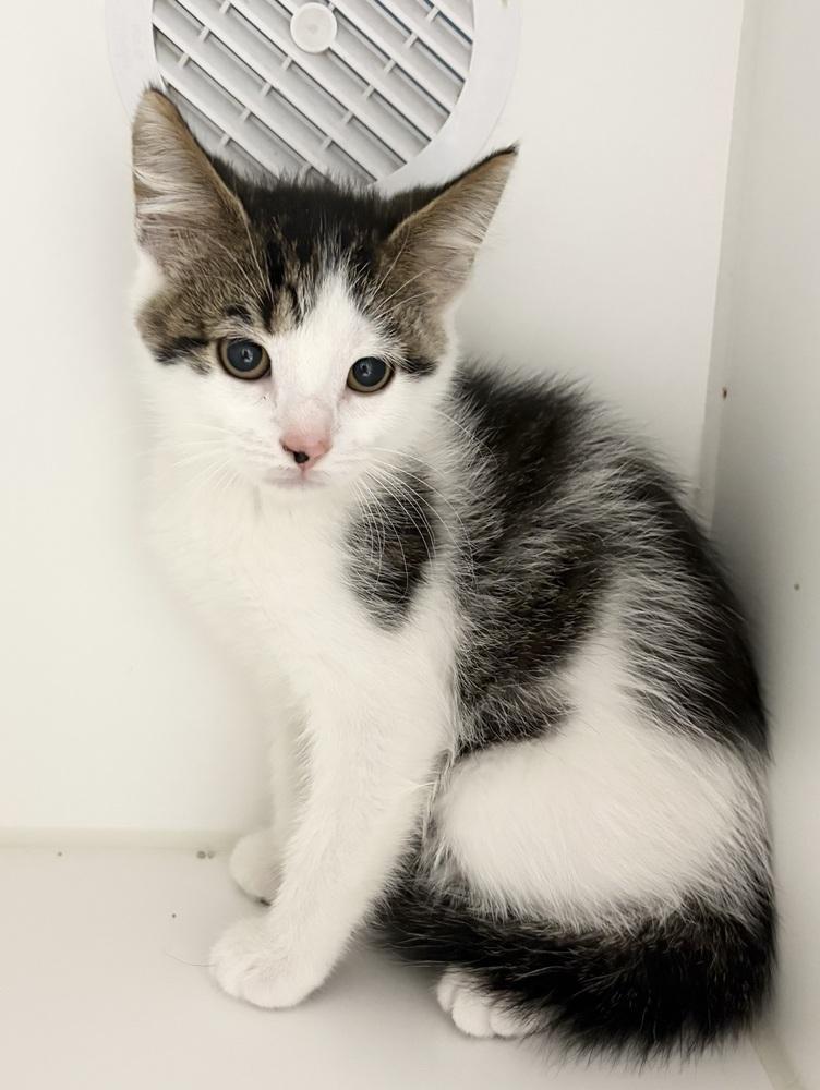 Enlarge Freddy, a Adoptable Domestic Short Hair in Rochester, IN image 1/1