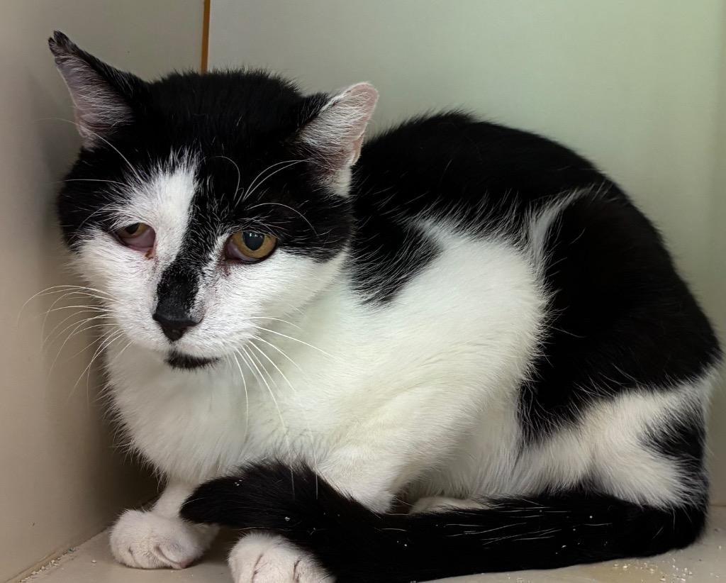 Mercury, Adoptable, Adult Male Domestic Short Hair.