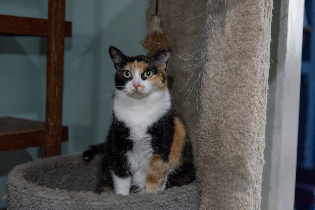 Enlarge Reeses, a Adoptable Domestic Short Hair in Chicago, IL image 2/4