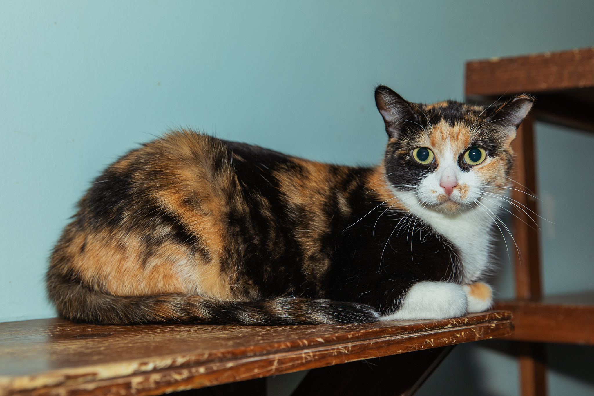 Enlarge Reeses, a Adoptable Domestic Short Hair in Chicago, IL image 3/4
