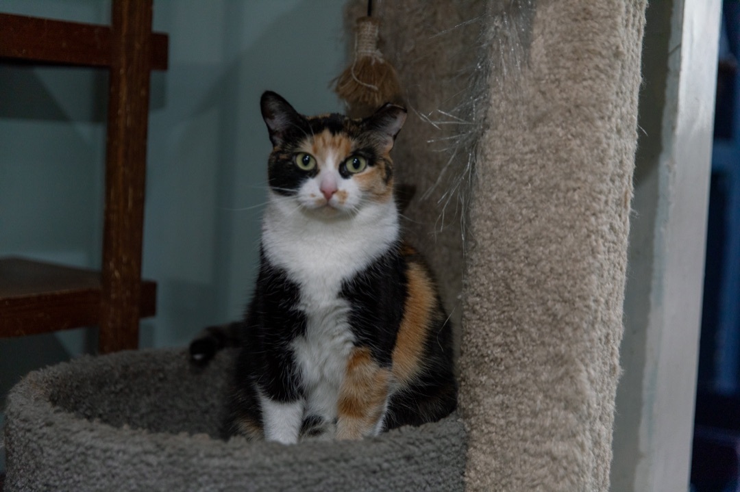 Enlarge Reeses, a Adoptable Domestic Short Hair in Chicago, IL image 4/4