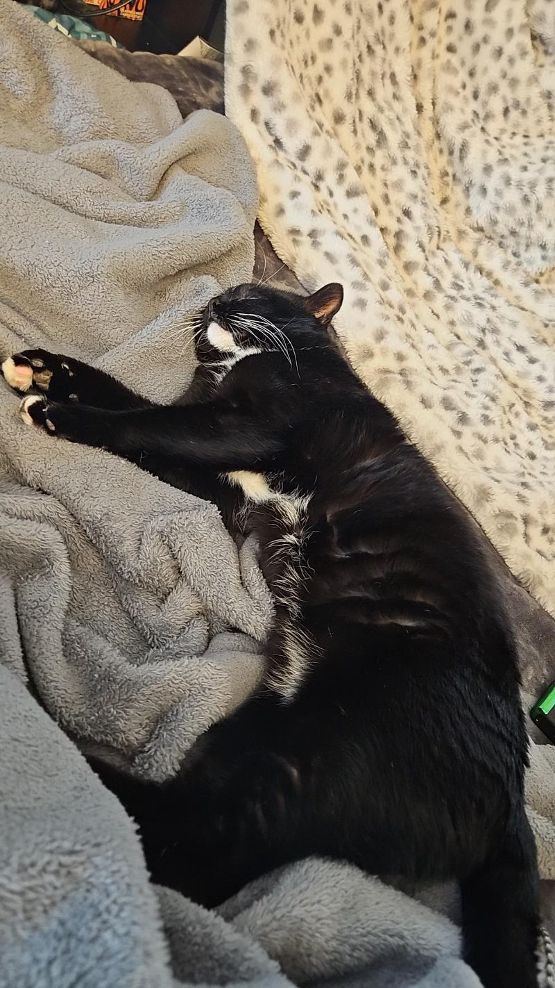 Enlarge Henry - loves to cuddles and be your sleeping buddy, a Adoptable Tuxedo in Macomb, MI image 5/5