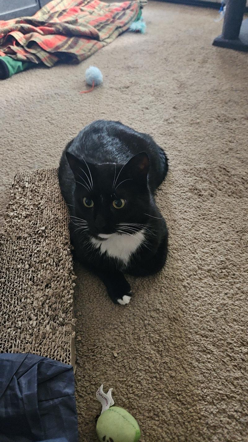 Enlarge Henry - loves to cuddles and be your sleeping buddy, a Adoptable Tuxedo in Macomb, MI image 3/5