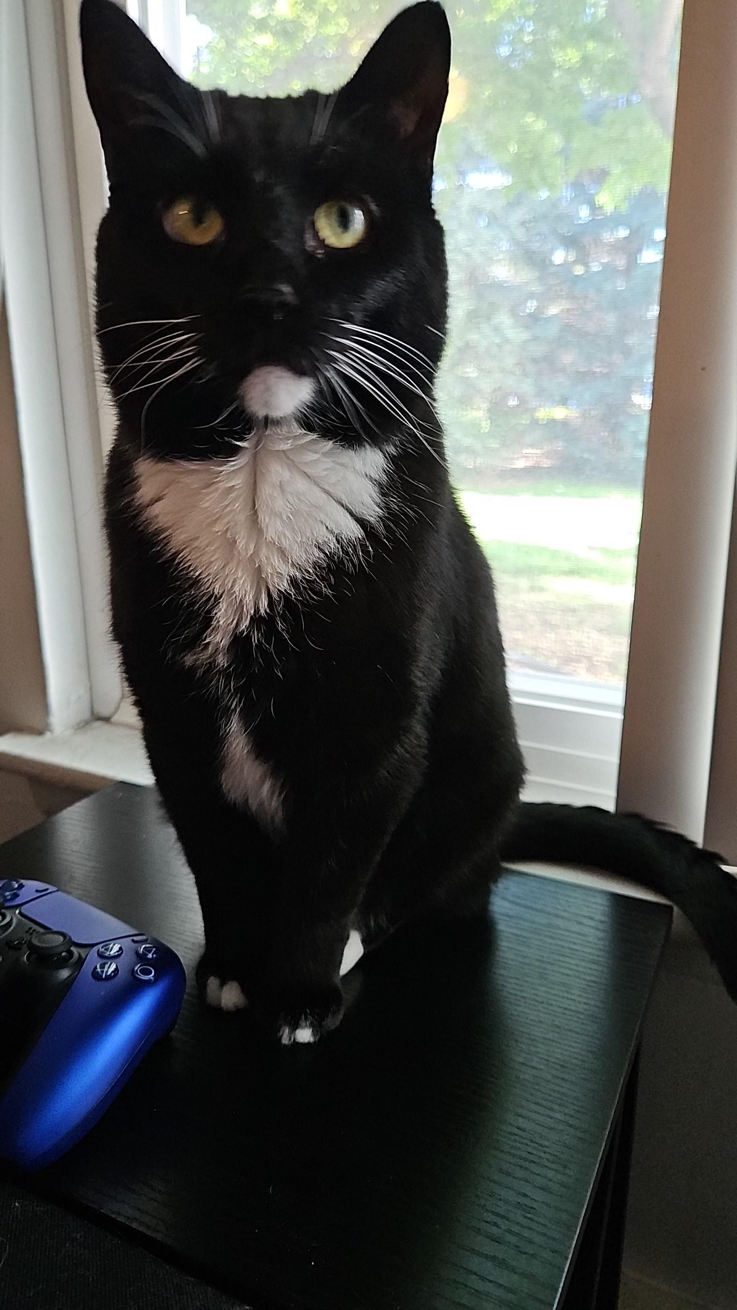 Henry - loves to cuddles and be your sleeping buddy, Adoptable, Adult Male Tuxedo.
