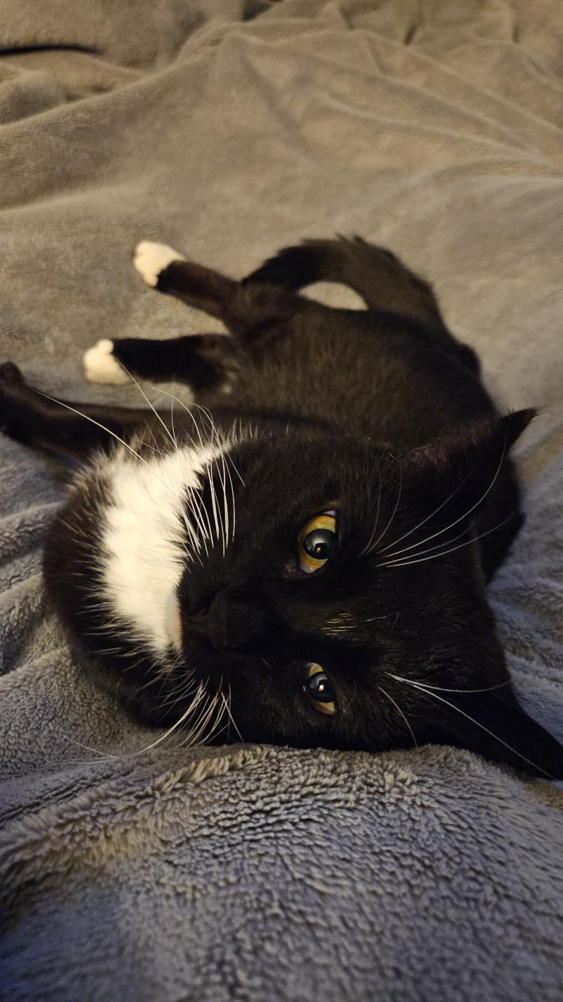 Enlarge Henry - loves to cuddles and be your sleeping buddy, a Adoptable Tuxedo in Macomb, MI image 2/5