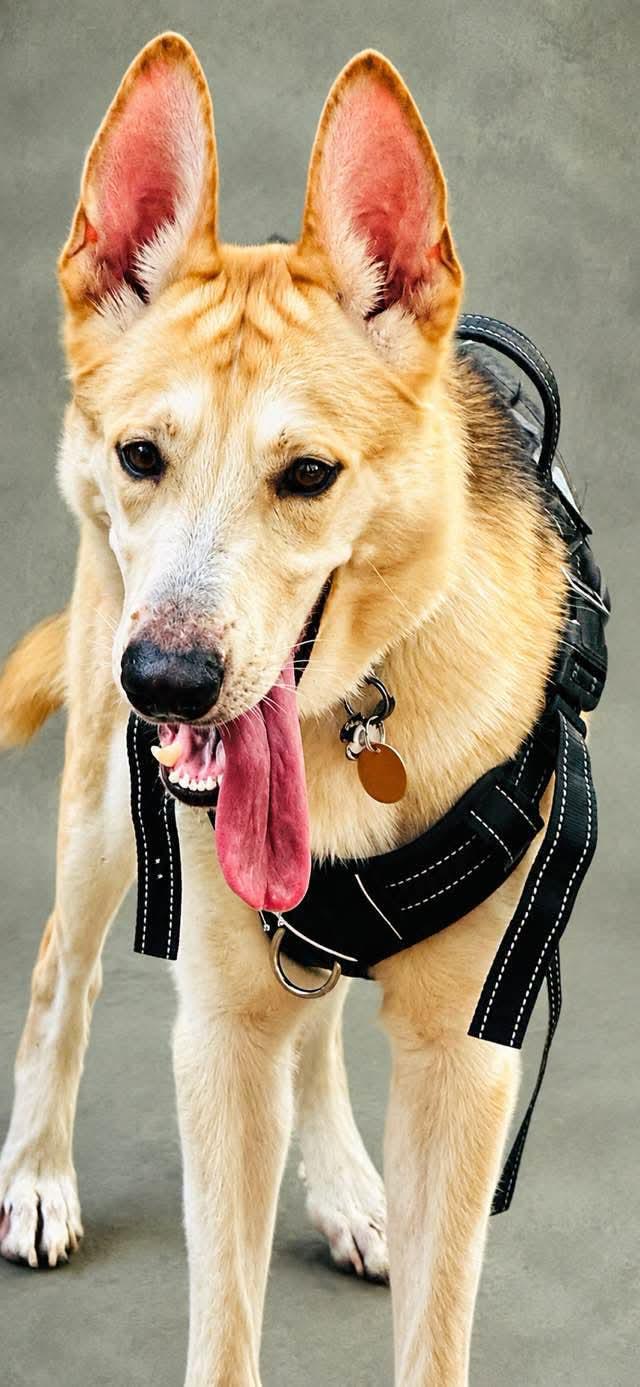 Enlarge Buddy, a ADOPTABLE mixed breed in Jacksonville, FL image 2/6