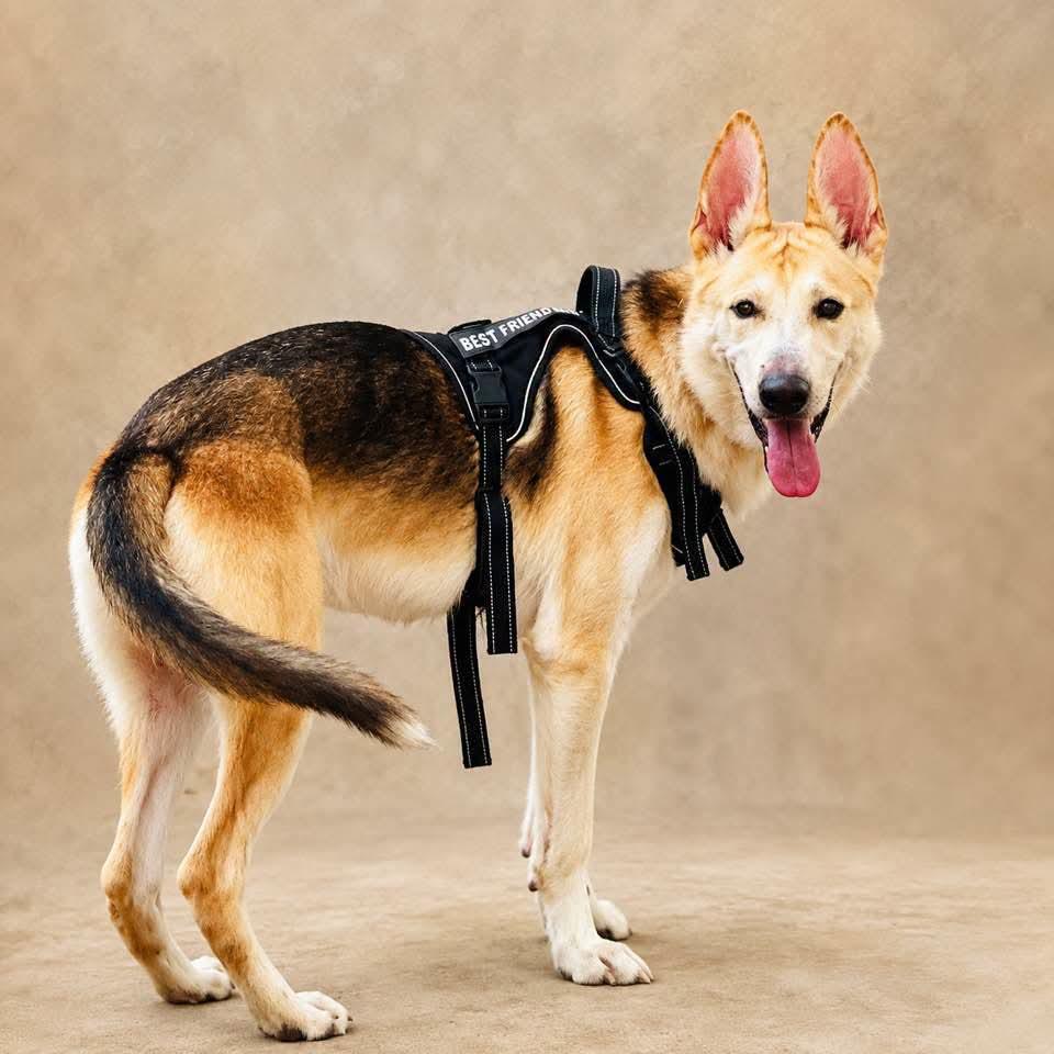 Enlarge Buddy, a ADOPTABLE mixed breed in Jacksonville, FL image 3/6