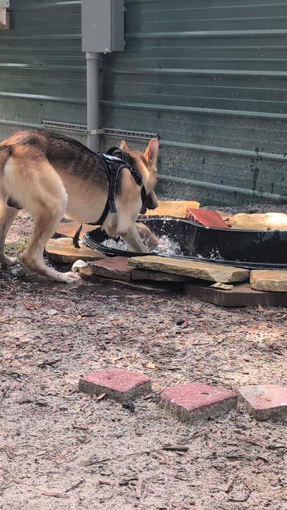 Enlarge Buddy, a ADOPTABLE mixed breed in Jacksonville, FL video 6/6