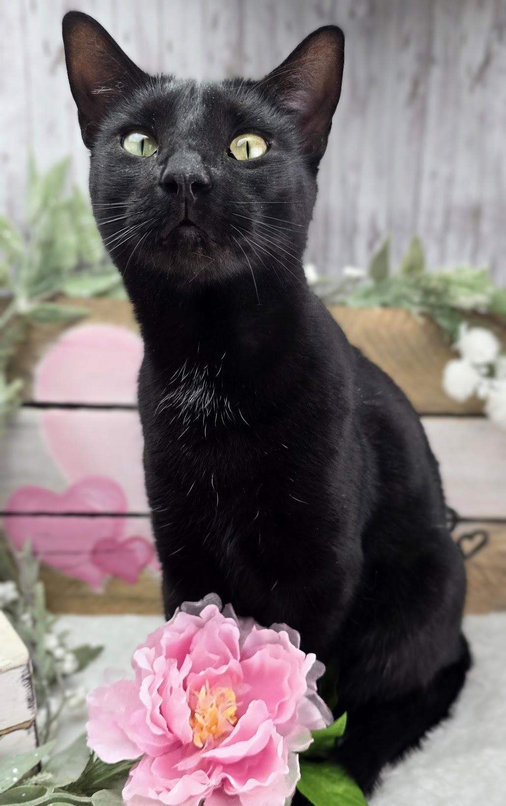 Enlarge Maya - The Gentle Charmer, a Adoptable Domestic Short Hair in Rocky Hill, CT image 4/5