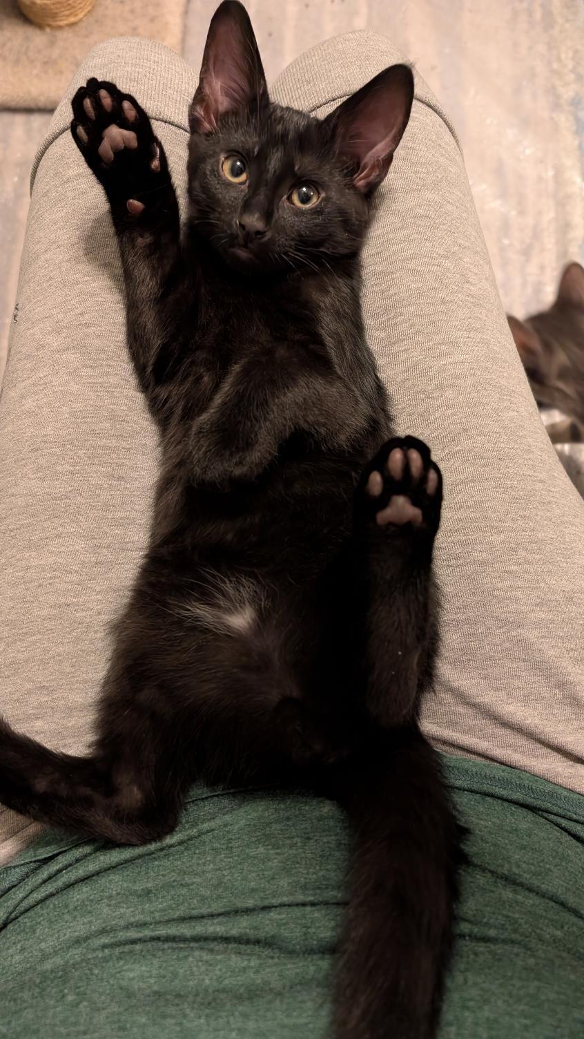 Enlarge Thor, a ADOPTABLE Domestic Short Hair in Joliet, IL image 3/3