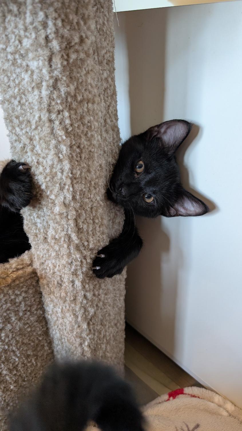 Enlarge Thor, a ADOPTABLE Domestic Short Hair in Joliet, IL image 2/3