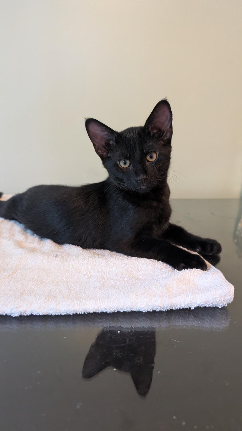 Thor, ADOPTABLE, Kitten Male Domestic Short Hair.