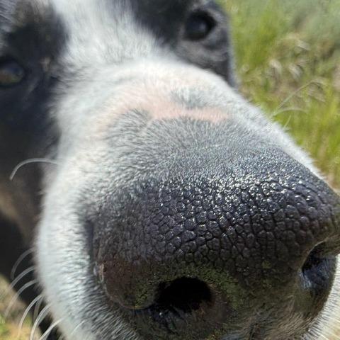 Rose, a Adoptable Mixed Breed in Hailey, ID image 1/6