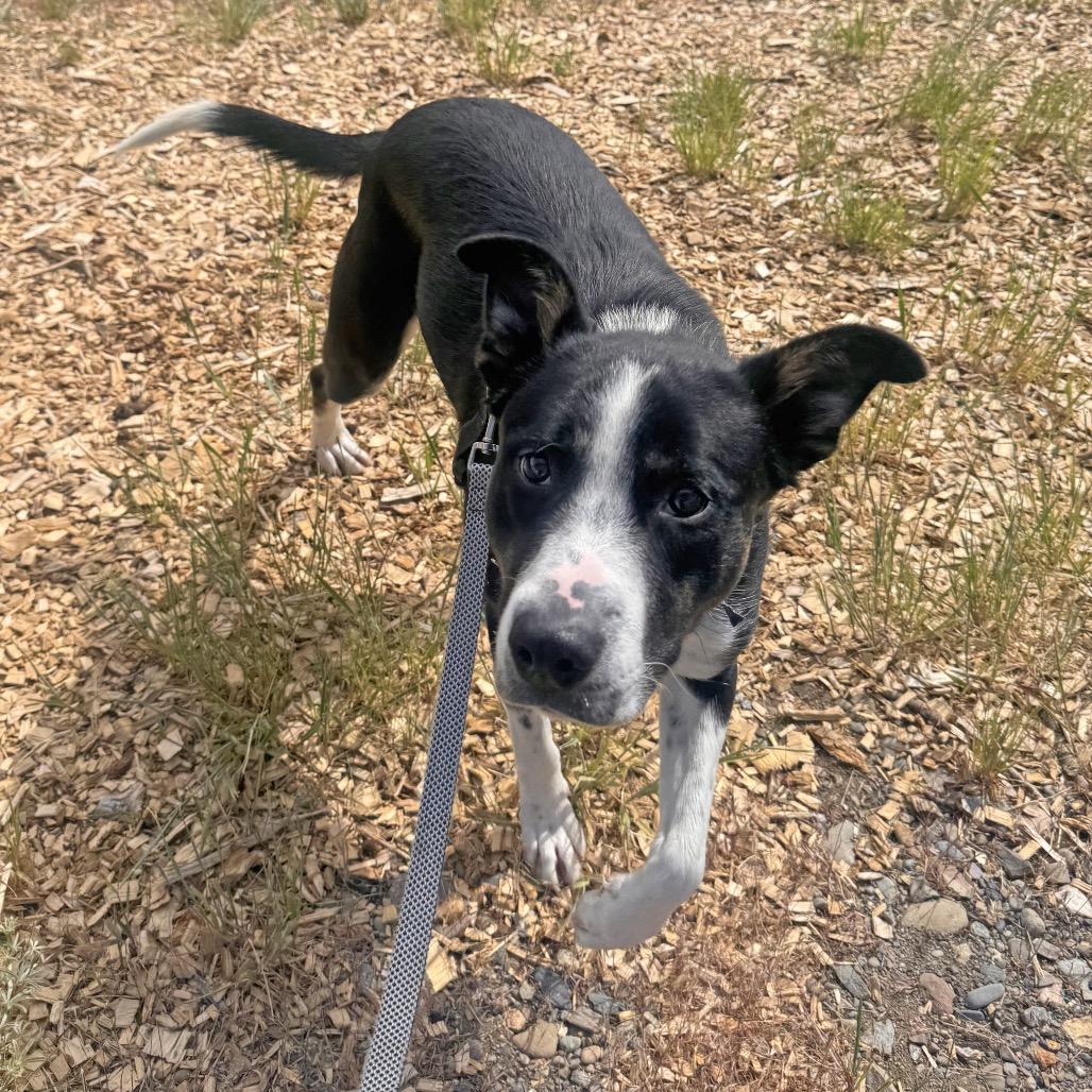 Rose, a Adoptable Mixed Breed in Hailey, ID image 2/6