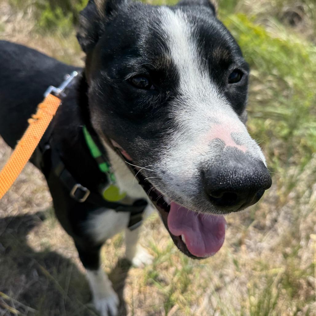 Rose, a Adoptable Mixed Breed in Hailey, ID image 3/6