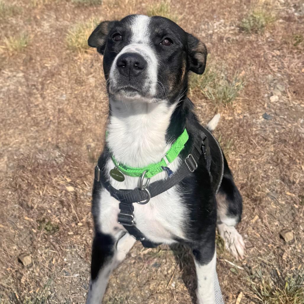 Rose, a Adoptable Mixed Breed in Hailey, ID image 4/6