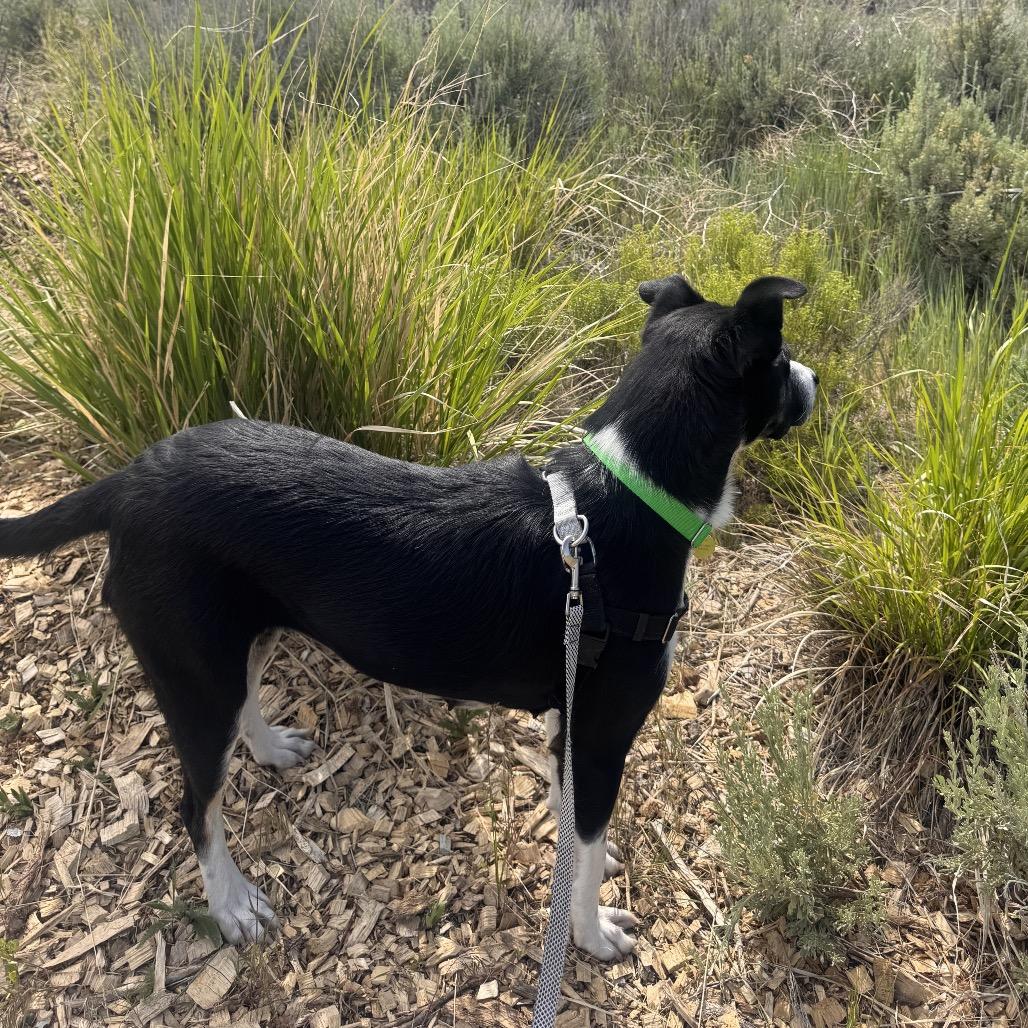 Rose, a Adoptable Mixed Breed in Hailey, ID image 5/6