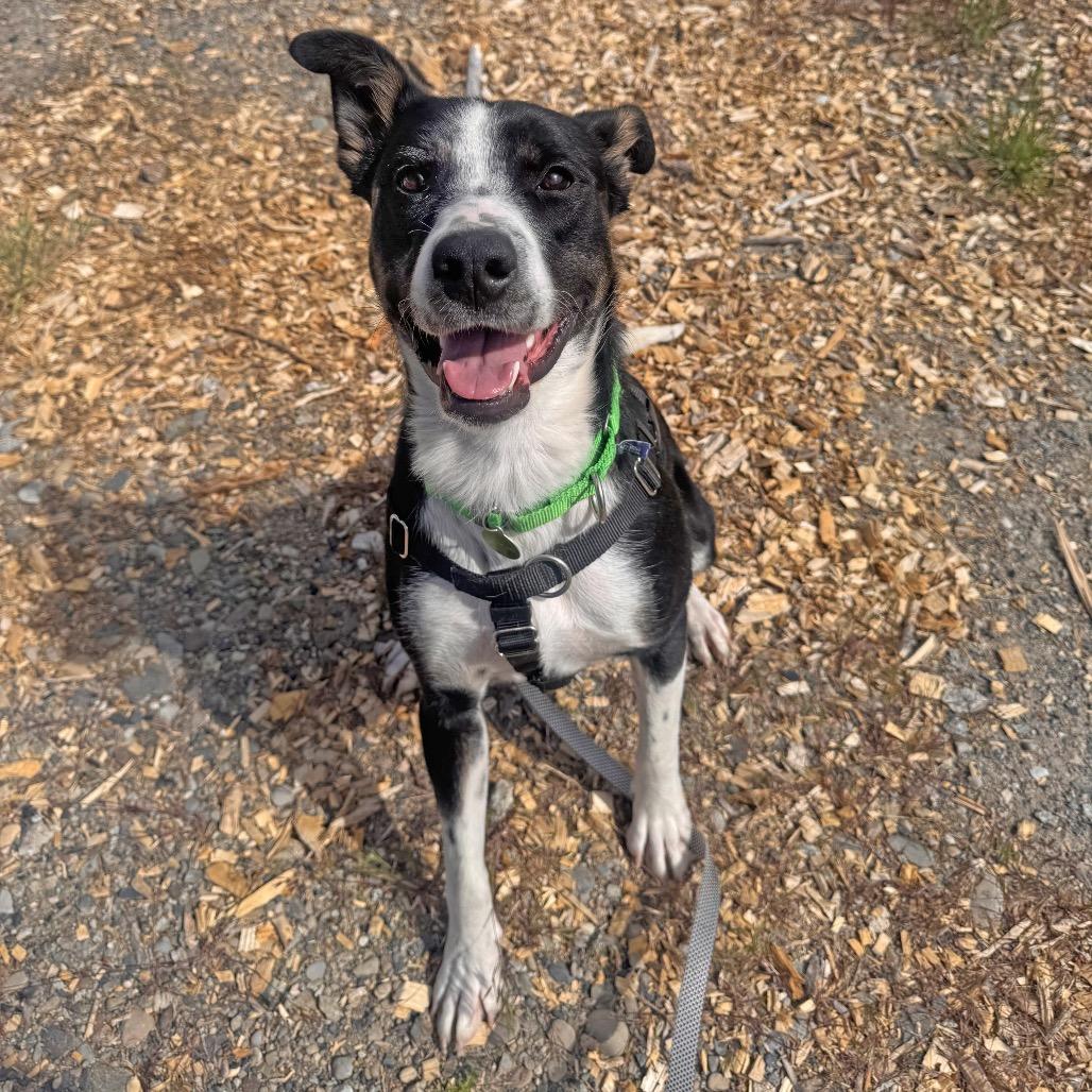 Rose, a Adoptable Mixed Breed in Hailey, ID image 6/6