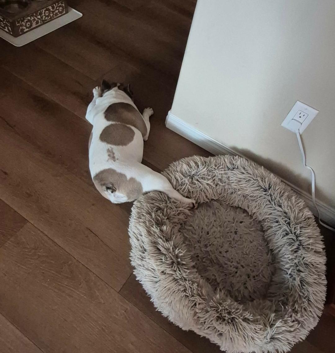 Kobe, an adoptable French Bulldog in Vancouver, BC image 4/5