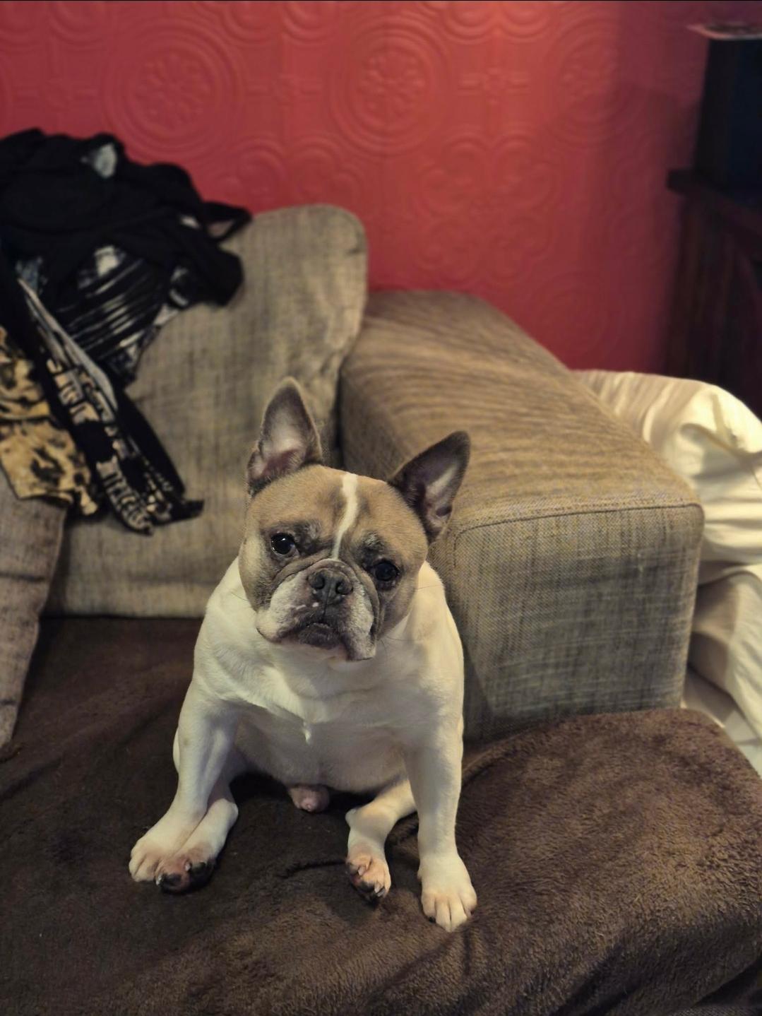 Kobe, an adoptable French Bulldog in Vancouver, BC image 3/5