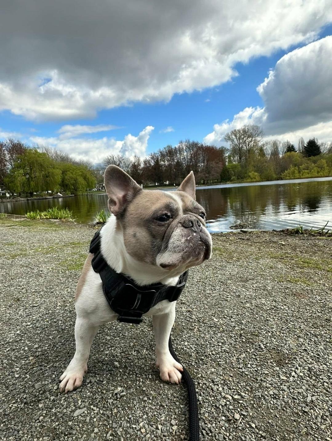 Kobe, an adoptable French Bulldog in Vancouver, BC image 1/5