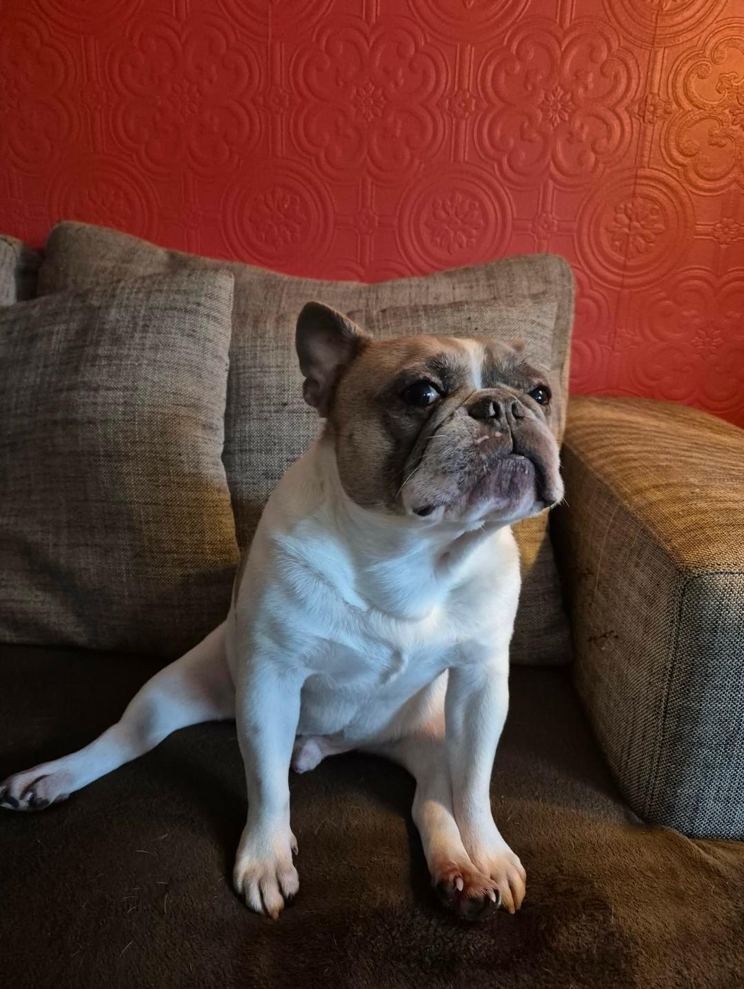 Kobe, an adoptable French Bulldog in Vancouver, BC image 2/5