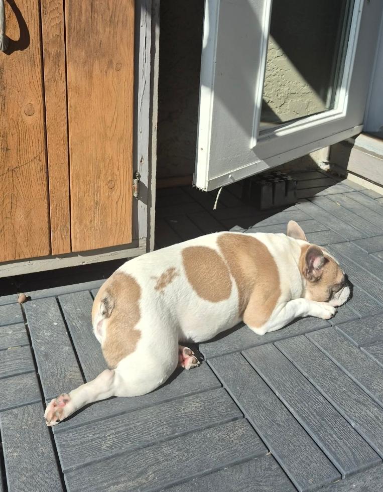 Kobe, an adoptable French Bulldog in Vancouver, BC image 5/5