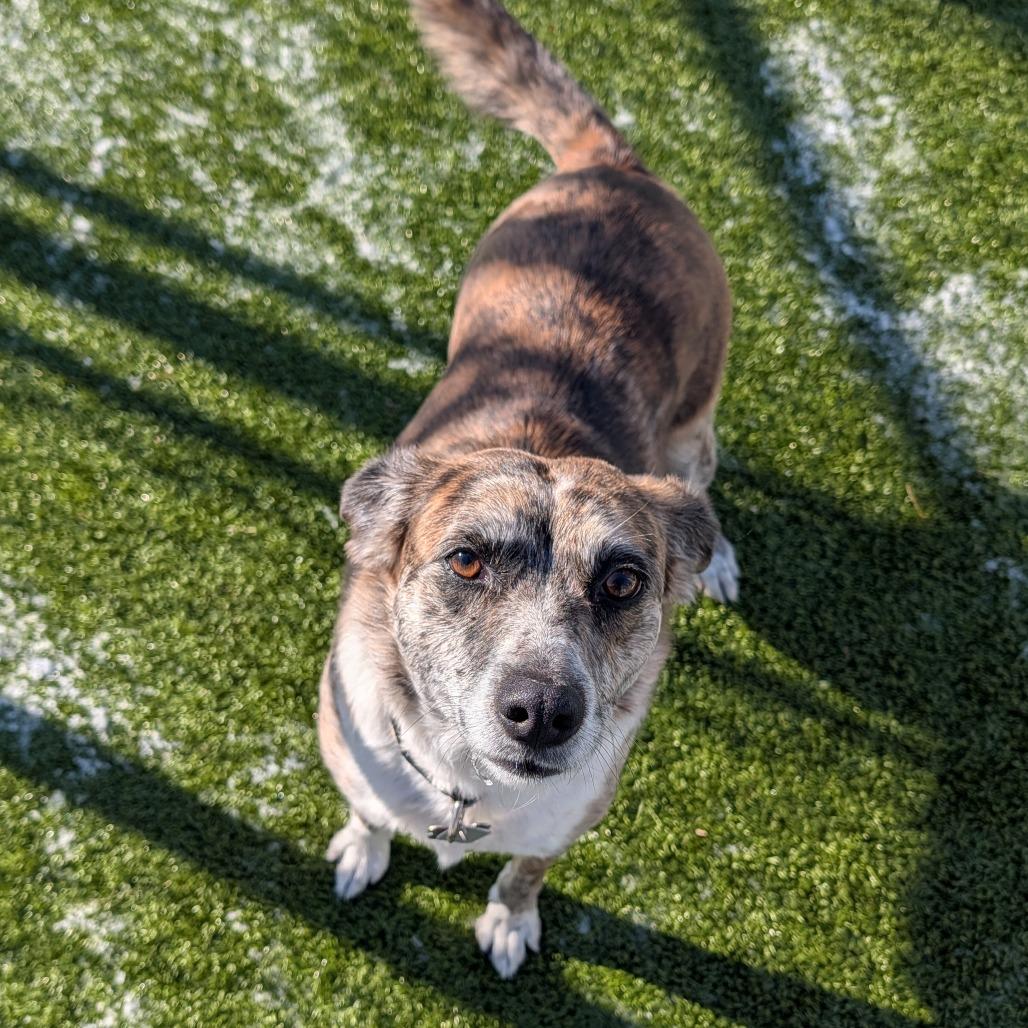 Saige, Adoptable, Adult Female Australian Cattle Dog / Blue Heeler & Australian Cattle Dog / Blue Heeler.