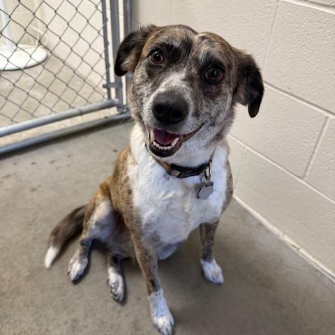 Saige, a Adoptable mixed breed in Cody, WY image 2/2