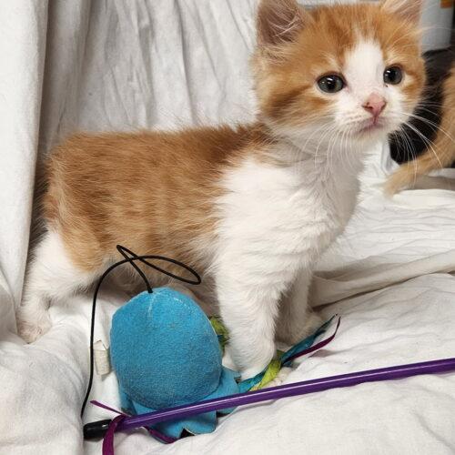Bob, Adoptable, Kitten Male Domestic Long Hair.